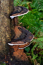 Southern bracket fungus (Ganoderma australe),  Naphill Common (SSSI), Buckinghamshire, England, September.