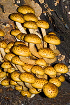 Golden scalycap fungus (Pholiota aurivella),  Box Hill, Surrey, England, October.
