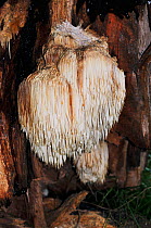 Bearded tooth fungus (Hericium erinaceus),  Naphill Common (SSSI), Buckinghamshire, England, November.