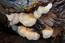 Bearded tooth fungus (Hericium erinaceus),  Naphill Common (SSSI), Buckinghamshire, England, October.