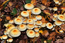 Sulphur tuft fungus (Hypholoma fasciculare),  Naphill Common (SSSI), Buckinghamshire, England, November.