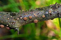 Beech woodwart fungus (Hypoxylon fragiforme),  Naphill Common (SSSI), Buckinghamshire, England, September.