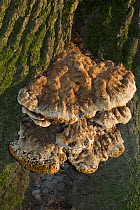 Oak bracket fungus (Inonotus dryadeus), Polesden Lacey NT, Surrey, England, October.