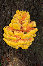 Chicken of the woods fungus (Laetiporus sulphureus), Ashplats Wood, East Grinstead, West Sussex, England, May.
