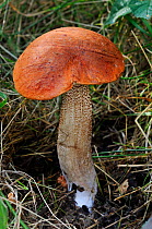 Orange bolete fungus (Leccinum aurantiacum, formerly in Boletus), Bookham Common, Surrey, England, September.