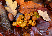 Jelly babies fungus (Leotia lubrica), Penn Wood, Buckinghamshire, England, November.