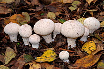 Common puffballs (Lycoperdon perlatum), NEC grounds, Birmingham, West Midlands, England, October.