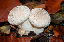 Common puffballs (Lycoperdon perlatum), Penn Wood, Buckinghamshire, England, November.