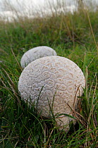 Mosaic puffball (Lycoperdon utriforme),  South West London, England, August.