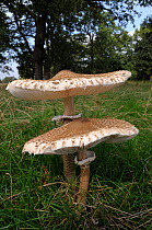 Parasol mushrooms (Macrolepiota procera),  South West London, England, September.