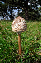 Parasol mushroom (Macrolepiota procera), in grass, South West London, England, September.