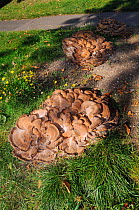 Giant polypore fungus (Meripilus giganteus),  South Croydon, Surrey, England, September.