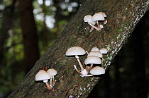 Porcelain fungus (Oudemansiella mucida) on beech tree, The Chantries, south of Guildford, Surrey, England, October.