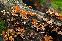 Bitter oysterling fungus (Panellus stipticus),  Naphill Common (SSSI), Buckinghamshire, England, November.