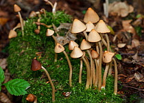 Conical brittlestem fungus (Parasola conopilus, formerly Psathyrella), Selsdon Wood Nature Reserve, Croydon, Surrey, England, September.