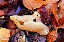 Palomino cup (Peziza repanda) in leaf litter, Penn Wood, Buckinghamshire, England, November.