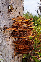 Dyer&#39;s mazegill fungus (Phaeolus schweinitzii), Blackheath Common, Surrey, England, September.