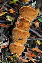 Cushion bracket fungus (Phellinus pomaceus), on fallen branch of Prunus tree. Riddlesdown area, Surrey, England, October.
