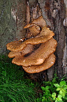 Dryad&#39;s saddle bracket fungus (Polyporus squamosus) Surrey, England, May.