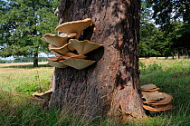 Dryad&#39;s saddle bracket fungus (Polyporus squamosus) on Horse-chestnut tree trunk, South West London, England, September.