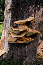 Dryad&#39;s saddle bracket fungus (Polyporus squamosus) on Horse-chestnut tree, South West London, England, September.