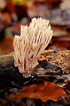 Upright coral fungus (Ramaria stricta), Penn Wood, Buckinghamshire, England, November 2013.