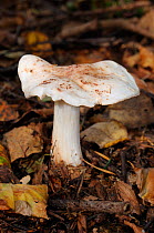 Foxy spot / Spotted toughshank fungus (Rhodocollybia maculata), Abinger Roughs NT, Surrey, England, October.