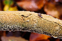 Split porecrust fungus (Schizopora paradoxa), Penn Wood, Buckinghamshire, England, November.