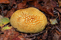 Common earthball (Scleroderma citrinum), Abinger Roughs NT, Surrey, England, October.