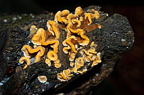 Hairy curtain crust fungus (Stereum hirsutum),  Naphill Common (SSSI), Buckinghamshire, England, September.
