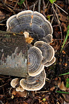 Turkeytail fungus (Trametes versicolor) on birch log, Hampton Estate (near Seale), Surrey, England, September.