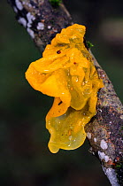 Yellow brain fungus (Witches Butter) (Tremella mesenterica) - a jelly fungus,  Holmwood Common, Surrey, England, November.
