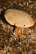Fungus (Xerocomus cisalpinus),  by Hook Wood, West Horsley, Surrey, England, September.
