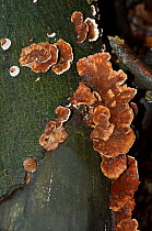 Blushing rosette fungus (Abortiporus biennis),  Naphill Common (SSSI), Buckinghamshire, England, September.