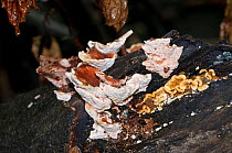 Blushing rosette fungus (Abortiporus biennis),  Naphill Common (SSSI), Buckinghamshire, England, UK, September.