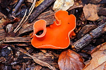 Orange peel fungus (Aleuria aurantia), Penn Wood, Buckinghamshire, England, November.