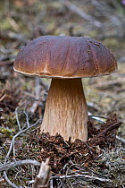 Cep / Penny Bun fungus (Boletus edulis), , Surrey, England, August 2010.