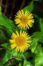 Common fleabane (Pulicaria dysenterica). South West London, England, UK. August.