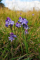 Autumn squill (Scilla autumnalis), a nationally scarce species. South West London, England, UK. August.