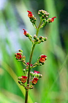 Water figwort (Scrophularia auriculata) growing at edge of ditch. South West London, England, UK. July.