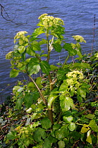 Alexanders (Smyrnium olusatrum) on bank of River Thames, Hampton, Richmond Upon Thames, England, UK. March.