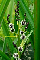 Branched bur-reed (Sparganium erectum),  South West London, England, UK. June.