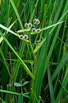 Branched bur-reed (Sparganium erectum) in pond,  South West London, England, UK. June.