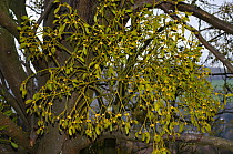 Mistletoe (Viscum album). Box Hill, Surrey, England, UK. March.