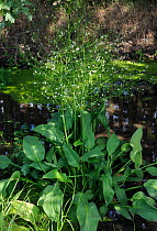 Water-plantain (Alisma plantago-aquatica) in ditch. Hampton Court, Richmond Upon Thames, England, UK. July.