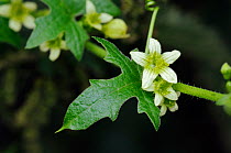 White bryony (Bryonia dioica). Hampton Court, Richmond Upon Thames, England, UK. July.