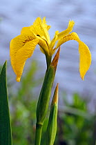 Yellow iris (Iris pseudacorus). River Thames Path, Hampton Court, Richmond Upon Thames, England, UK. May.