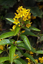 Yellow loosestrife (Lysimachia vulgaris). Hampton Court, Richmond Upon Thames, England, UK. July.