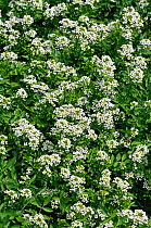 Water-cress (Nasturtium officinale) in ditch. Hampton Court, Richmond Upon Thames, England, UK. June.