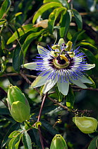Blue passionflower (Passiflora caerulea) non native, garden escape, along the River Thames Path at Kingston, England, UK. July.